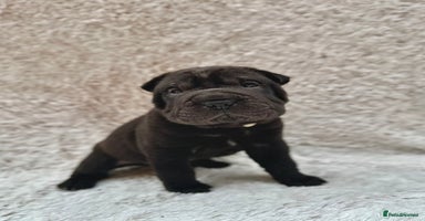Shar Pei dogs - Advert 2