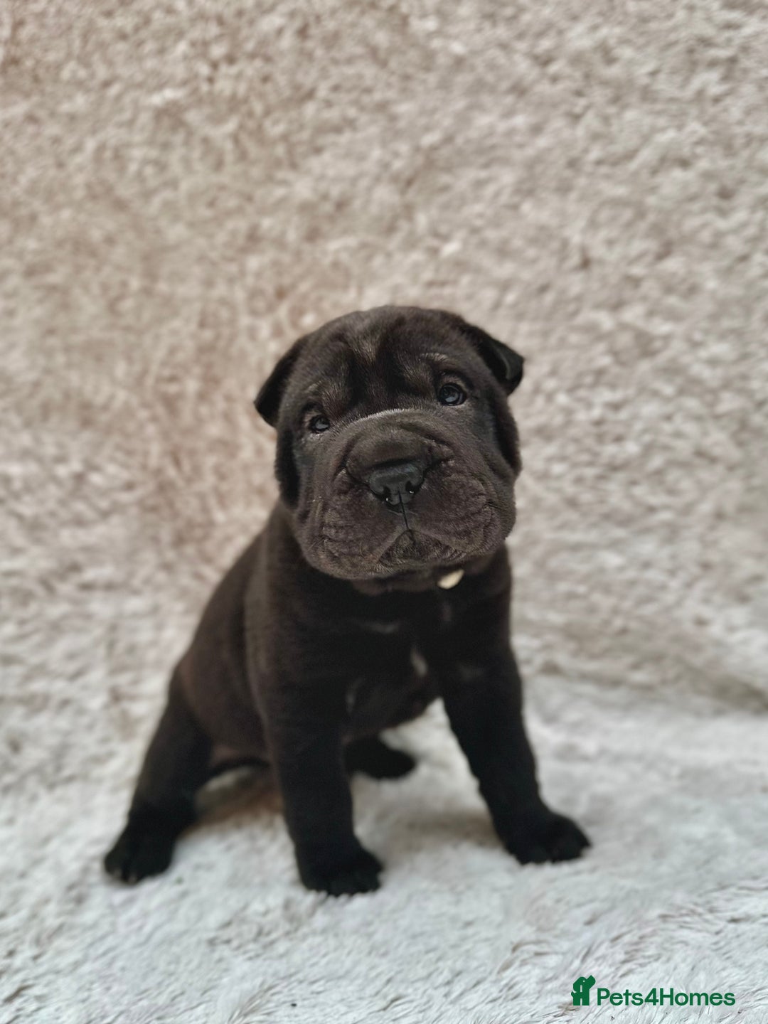 Shar Pei dogs for sale: REDUCED*READYNOW Beautiful bear/brush shar peis  - Image 3