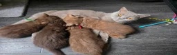 British Shorthair cats for sale: Our Beautiful British Shorthair Kittens - Advert 19