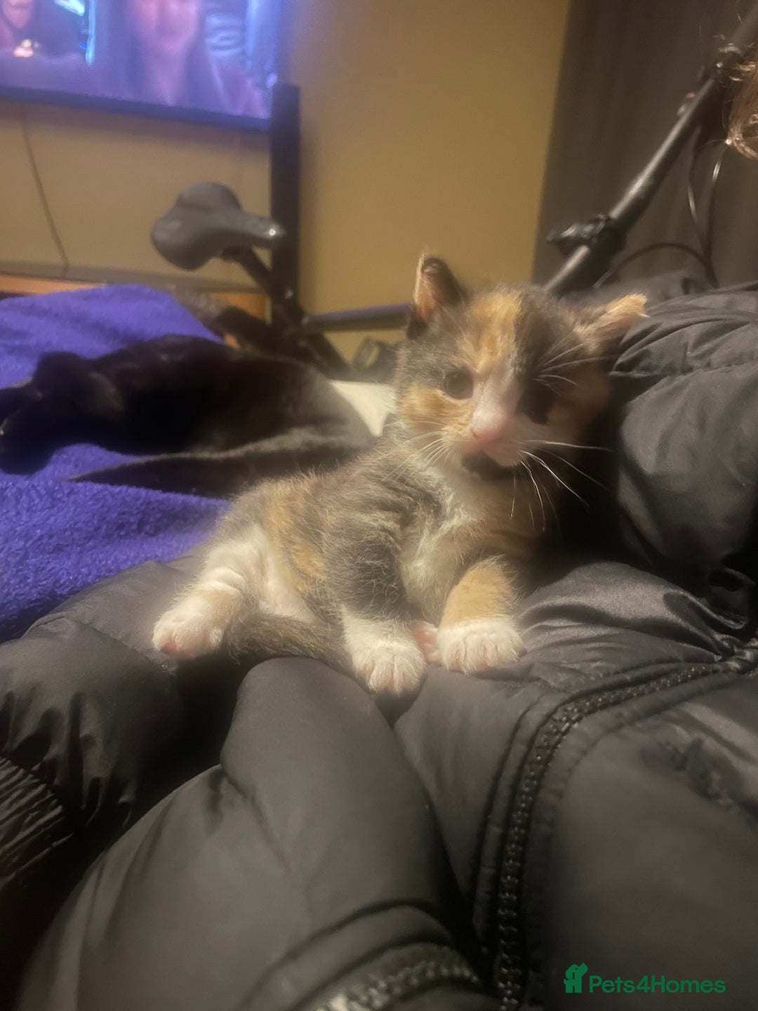 Mixed Breed cats for sale: 2 girl - Advert 10