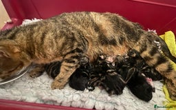 British Shorthair cats for sale: Beautiful playful kittens  - Image 16