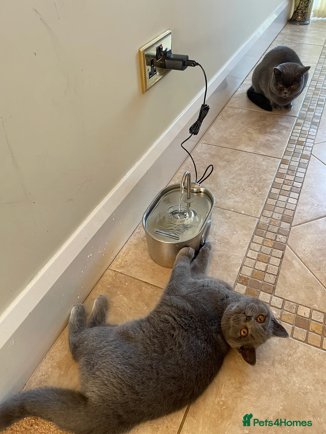 British Shorthair cats for sale: Just Rey left - Advert 4