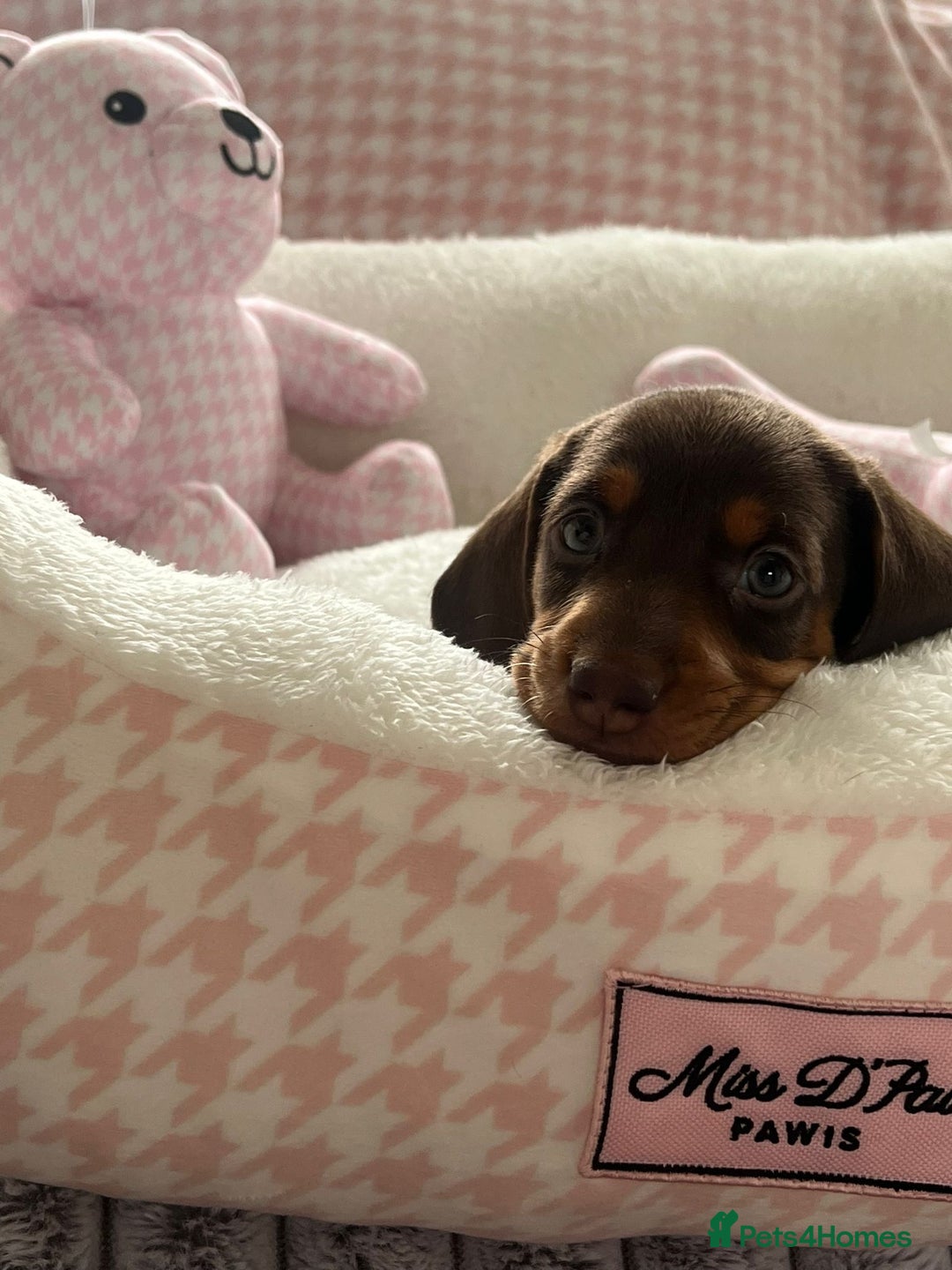 Miniature Dachshund dogs for sale: Miniature Dachshund  - Image 4