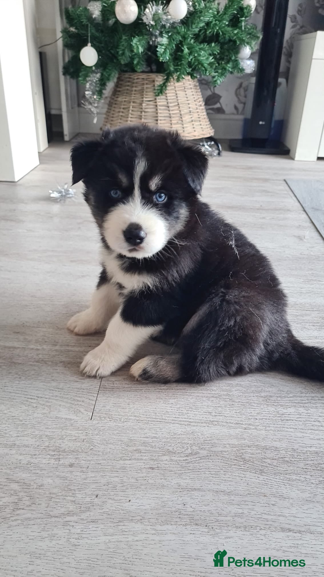 Siberian Husky dogs Stunning Siberian Husky Puppies for Sale 🐾 - Advert 3