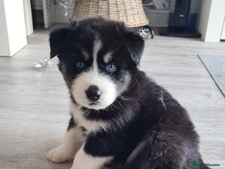 Siberian Husky dogs Stunning Siberian Husky Puppies for Sale 🐾 - Advert 3
