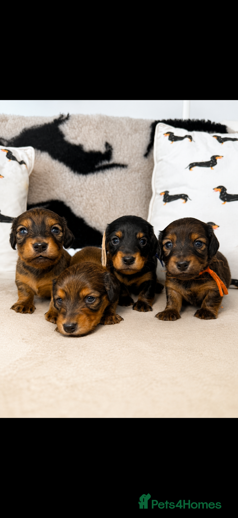 Miniature Dachshund dogs 🐾 KC Reg  LH  Mini shaded cream  Dachshund - Advert 2