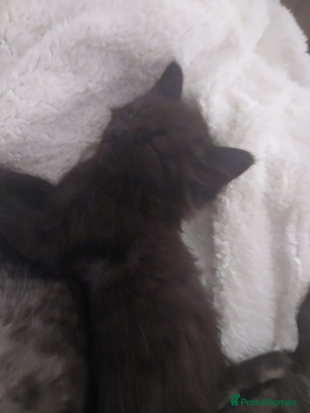 Domestic Shorthair cats for sale: Two kittens left - Image 1