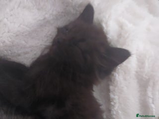 Domestic Shorthair cats - Advert 2