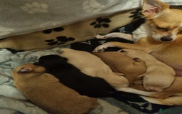 Chihuahua dogs for sale: Chihuahua  - Image 3