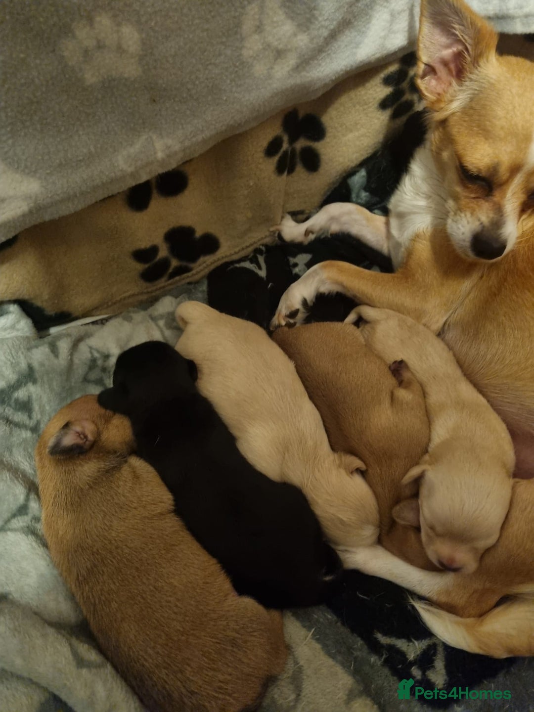 Chihuahua dogs for sale: Chihuahua  - Image 3