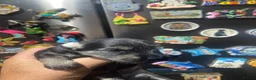 Schnoodle dogs for sale: Miniature Schnoodle puppies - Advert 5