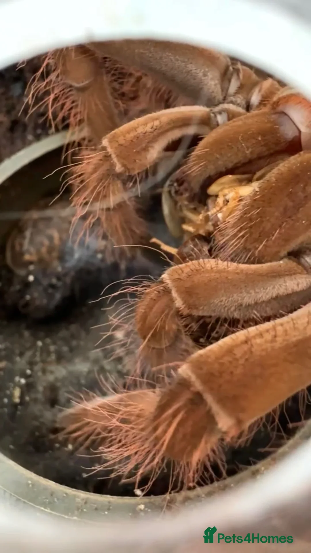 Tarantulas invertebrates for sale: Adult Female Theraphosa Blondi + enclosure  - Advert 2