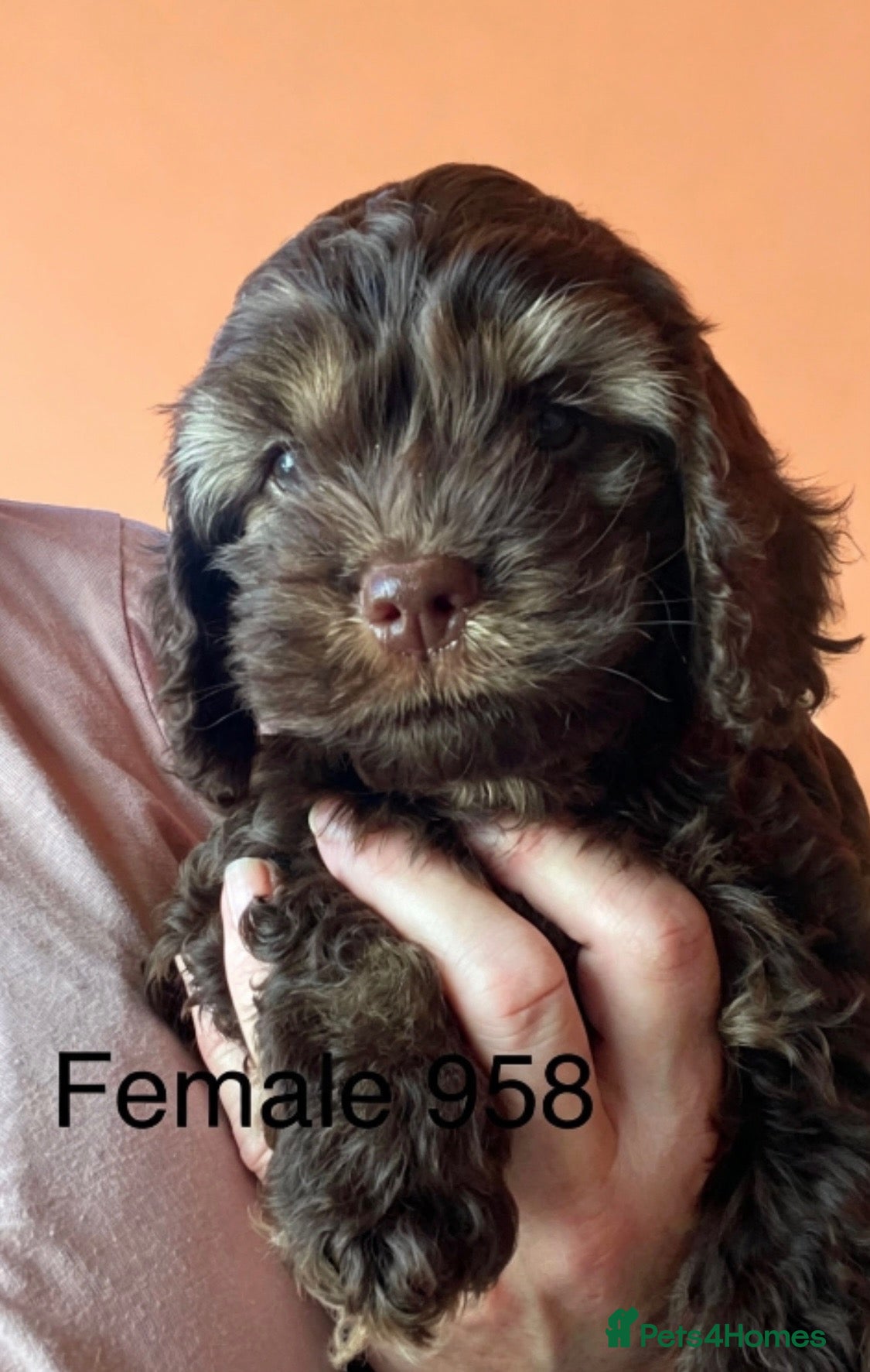 Cockapoo dogs Yankee Doodle cocker poo  - Advert 12