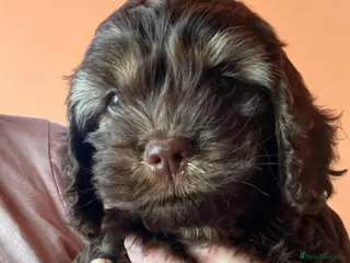 Cockapoo dogs Yankee Doodle cocker poo - Advert 1