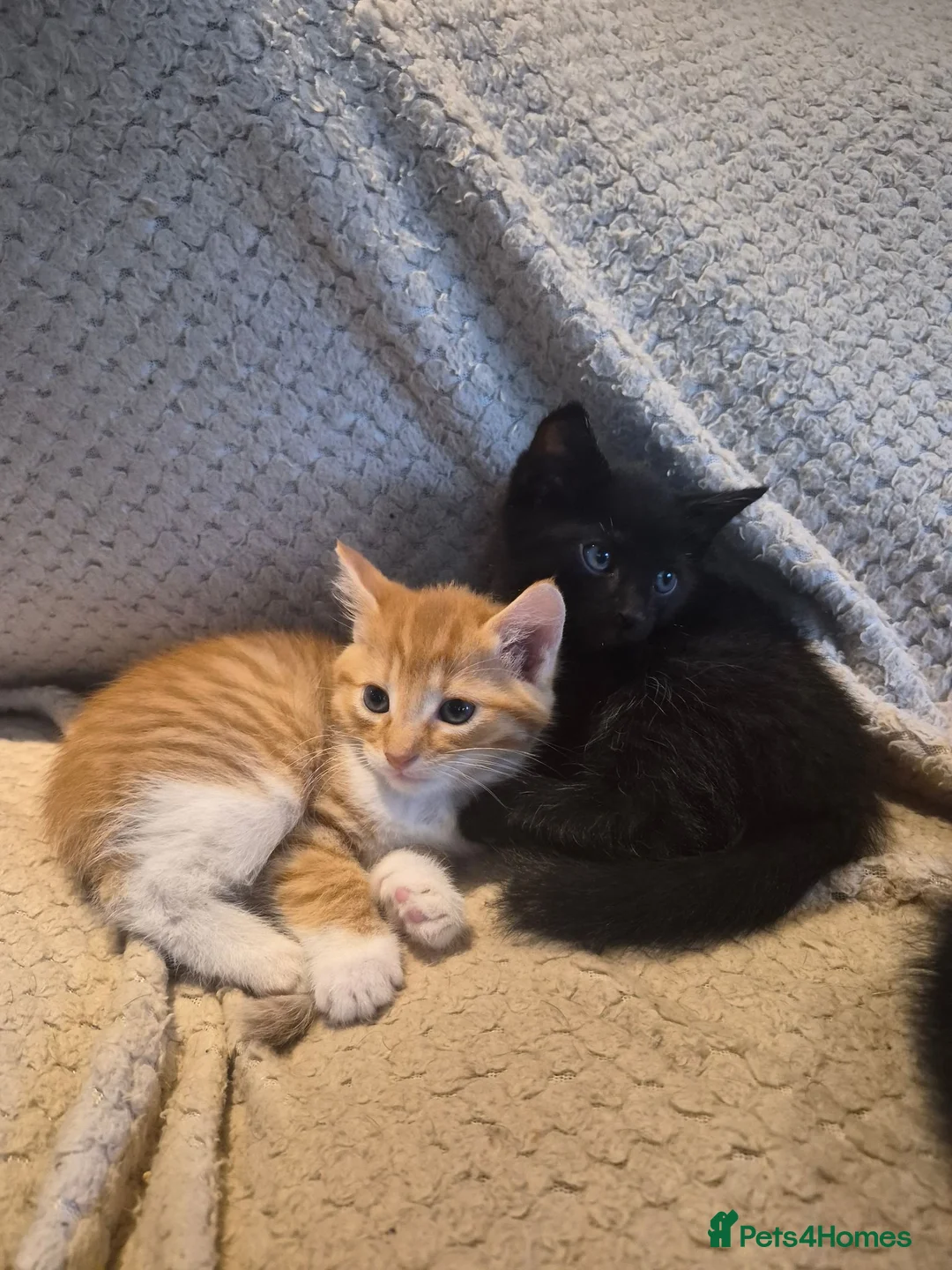 Mixed Breed cats for sale: 5 mixed breed kittens available - Advert 1