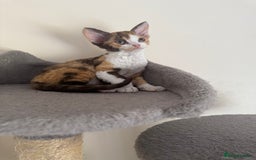 Devon Rex cats for sale: Aramis - Only 2 left Devon Rex Kittens – Exceptional Type  - Image 7