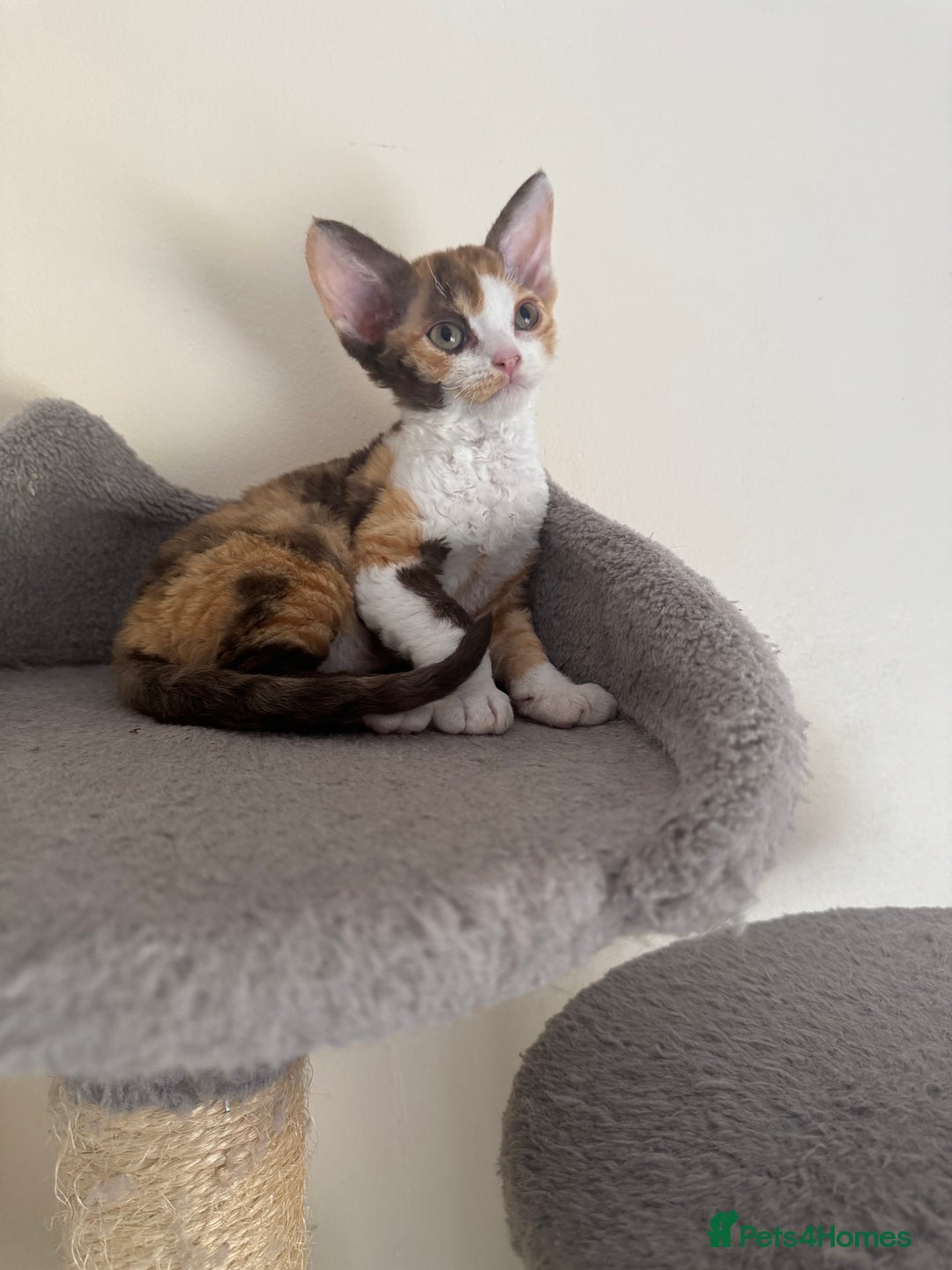 Devon Rex cats for sale: Aramis - Only 2 left Devon Rex Kittens – Exceptional Type  - Image 7