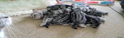 British Shorthair cats for sale: British Shorthair For Sale 💕 in Glasgow - Advert 2