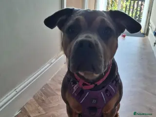 Mixed Breed dogs Skye 7 month mix breed beautiful dog - Advert 12