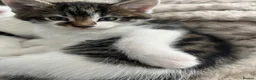 Mixed Breed cats for sale: Kittens for Sale in Birmingham - Advert 7