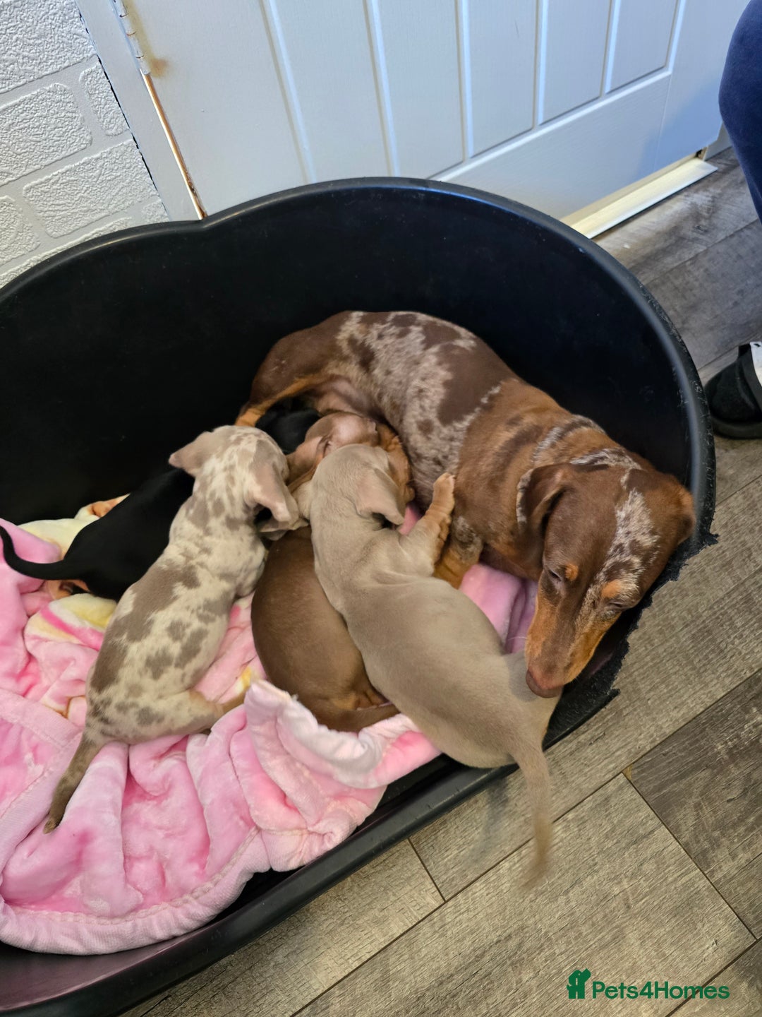 Dachshund dogs for sale: 4 beautiful dachshund boy puppies  - Advert 2