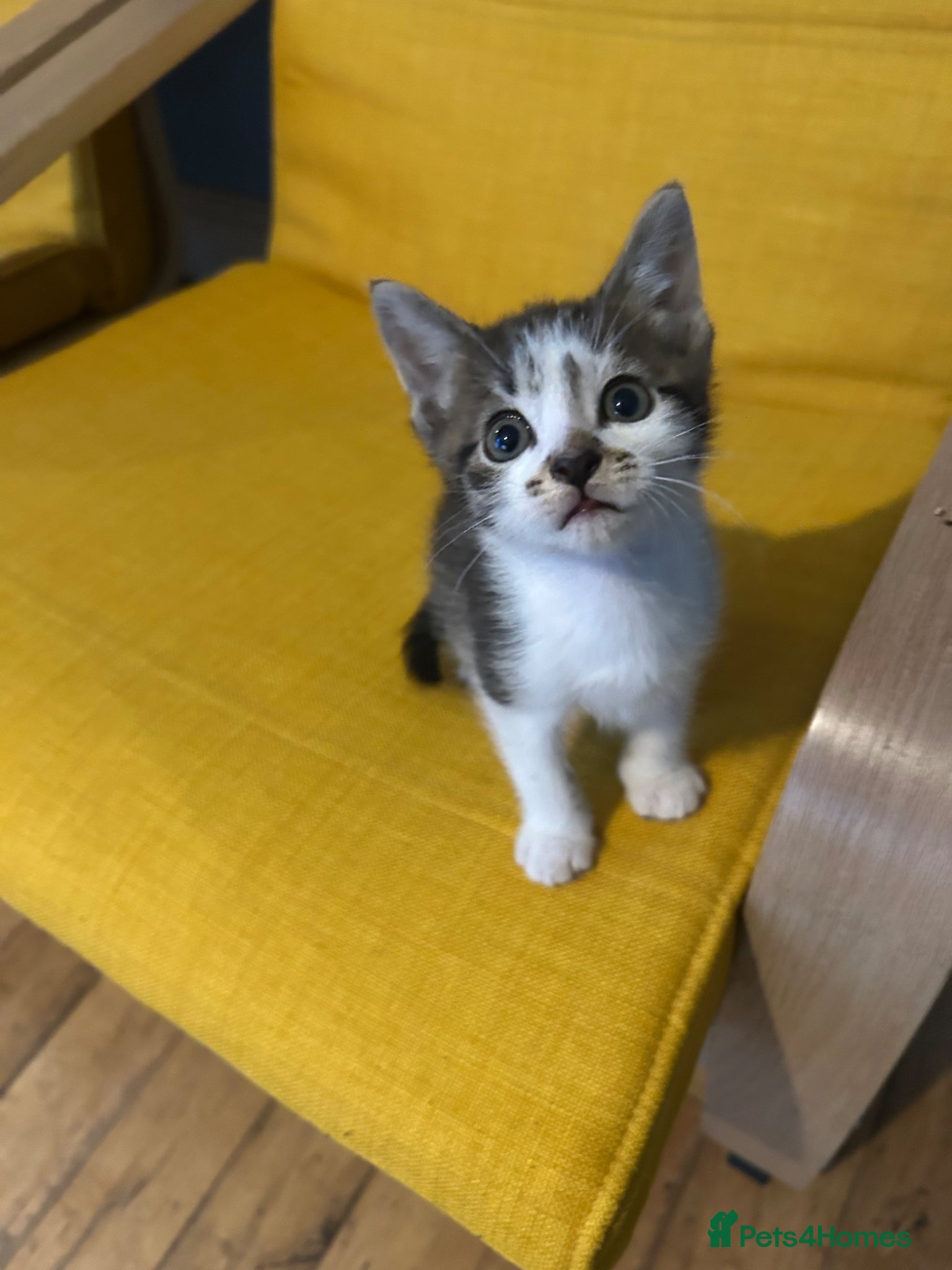 Mixed Breed cats Cute two available girl kittens end of the weeks  - Advert 1