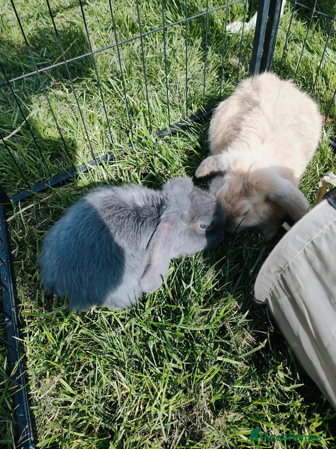 French Lop rabbits for sale: French lops - Advert 2