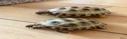 Tortoise reptiles for sale: 2 Horsefield torts, comes with full set up in Stockport - Advert 3