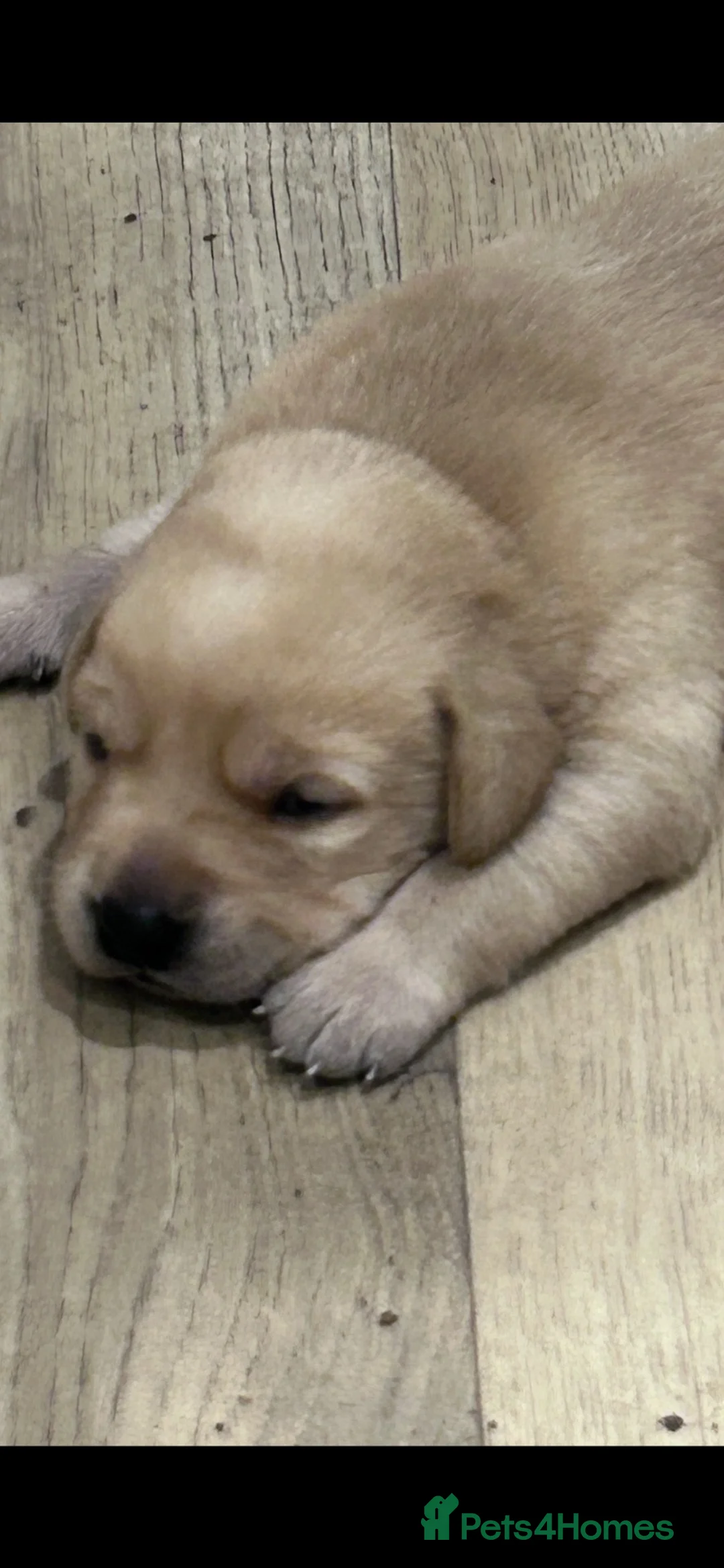 Labrador Retriever dogs for sale: Labrador puppies kc reg  - Advert 5