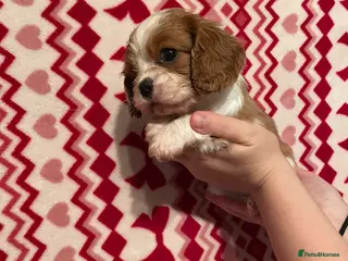 Cavalier King Charles Spaniel dogs Cavalier King Charlies - Advert 11