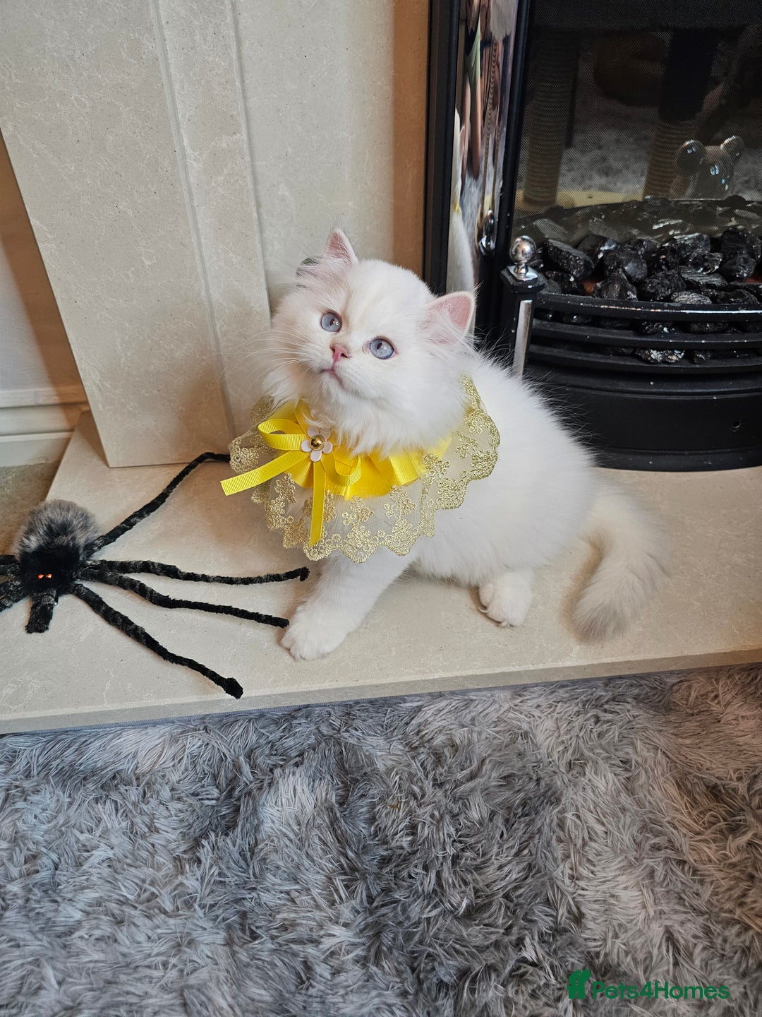 British Longhair cats for sale: Purebred British Longhair Boys-WCF Pedigree - Image 20