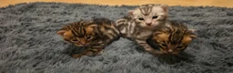 Bengal cats for sale: Full pedigree babies - Advert 1