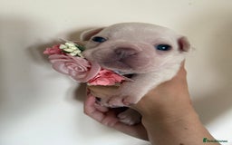 French Bulldog dogs for sale: Stunning platinum and lilac fawn boys and girls - Image 10
