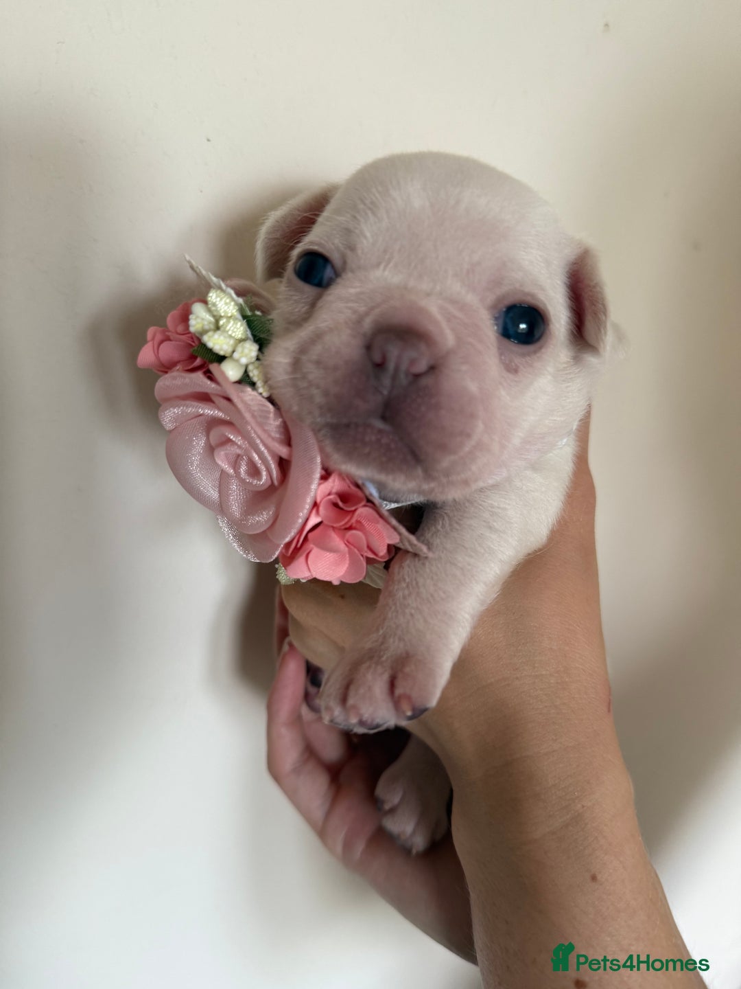 French Bulldog dogs for sale: Stunning platinum and lilac fawn boys and girls - Image 10