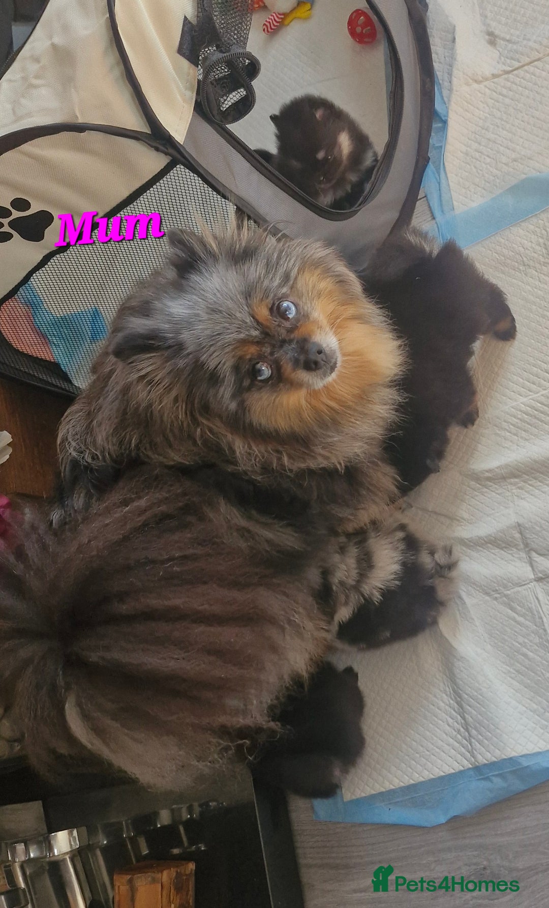 Pomeranian dogs for sale: Beautiful pomeranian puppies for sale 🥰 - Image 15