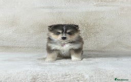 Pomsky dogs for sale: Stunning blue eyes f3 Pomsky puppies for sale - Advert 13
