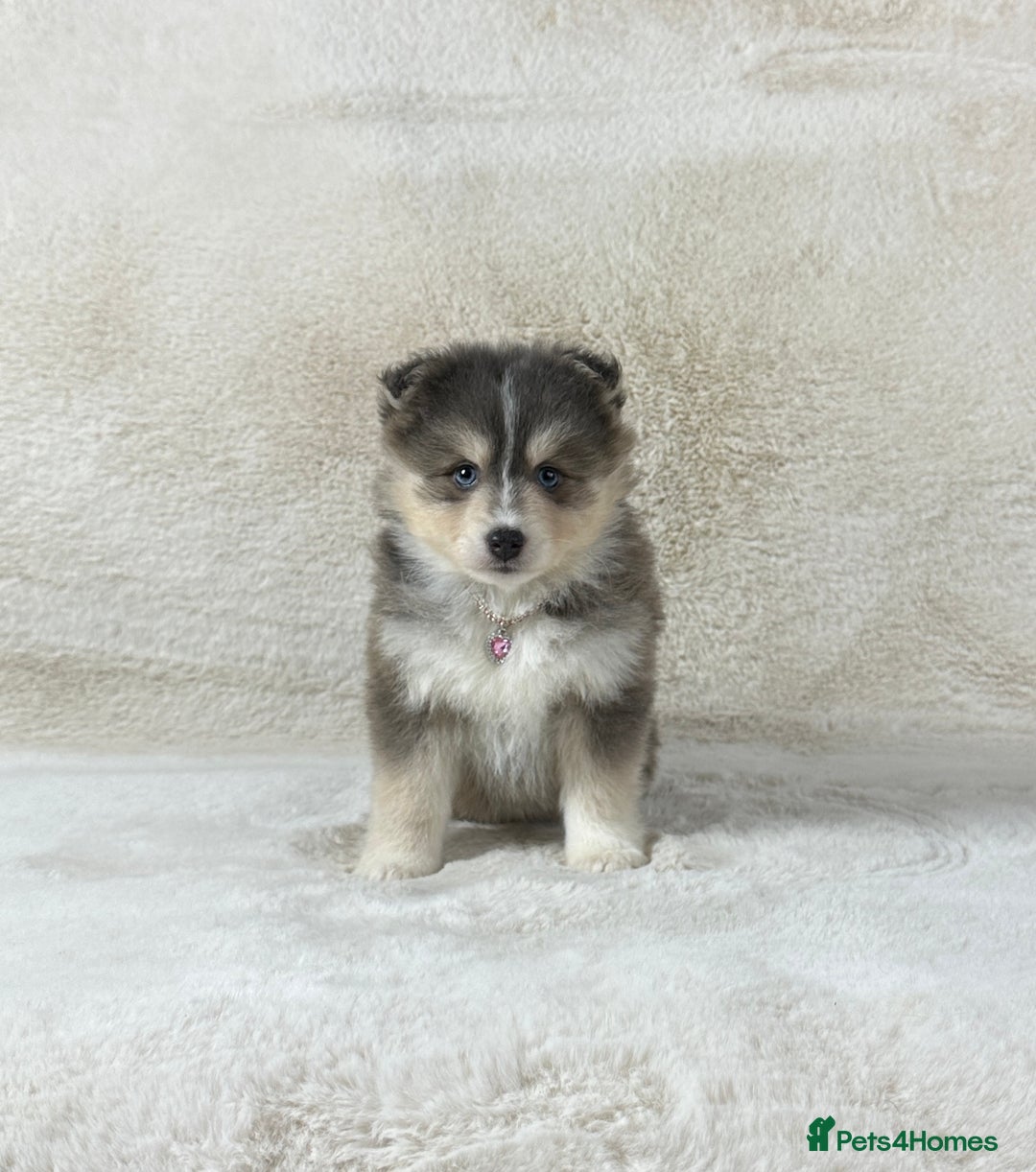 Pomsky dogs for sale: Stunning blue eyes f3 Pomsky puppies for sale - Advert 13