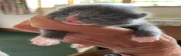 Mixed Breed cats for sale: Russian blue/British short hair  in Godalming - Advert 13