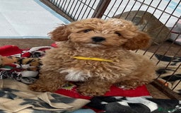 Cavapoochon dogs for sale: Stunning Cavapoochon puppies  - Image 4