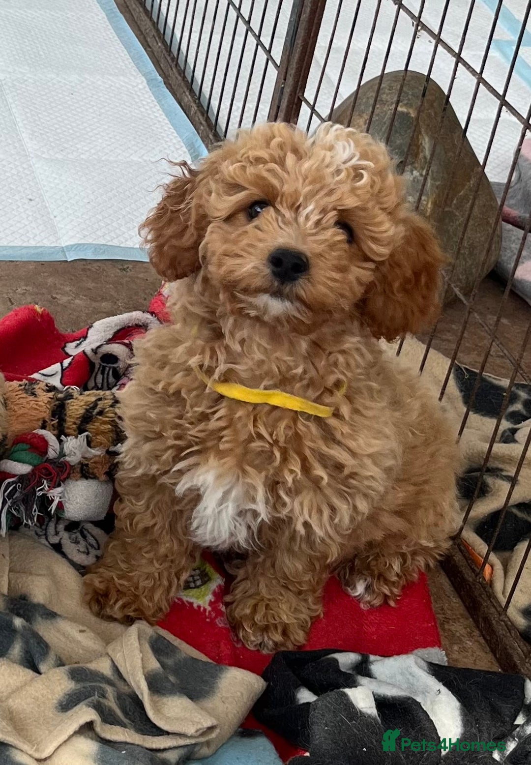 Cavapoochon dogs for sale: Stunning Cavapoochon puppies  - Image 4