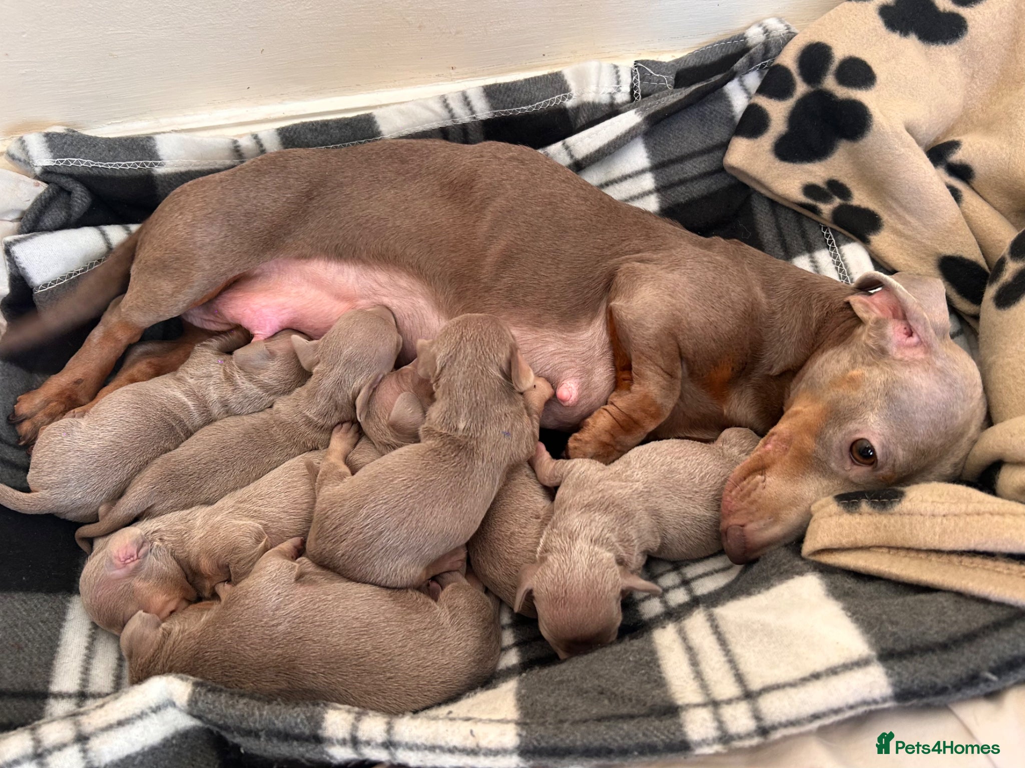 Dachshund dogs Beautiful Miniature Dachshund Puppies  - Advert 3