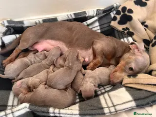 Dachshund dogs Beautiful Miniature Dachshund Puppies - Advert 11