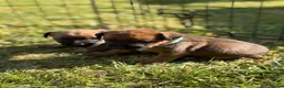 Mixed Breed dogs for sale: Gorgeous Border Jack Puppies - Advert 1
