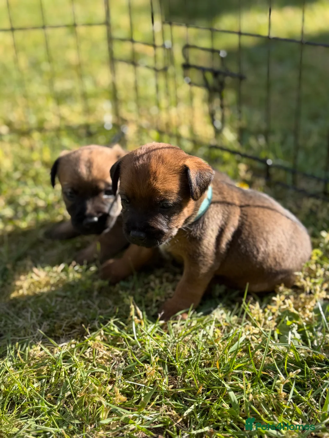 Mixed Breed dogs for sale: Gorgeous Border Jack Puppies - Advert 1