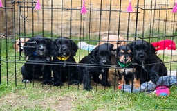 Cocker Spaniel dogs for sale: KC working cocker spaniel puppies - Image 8