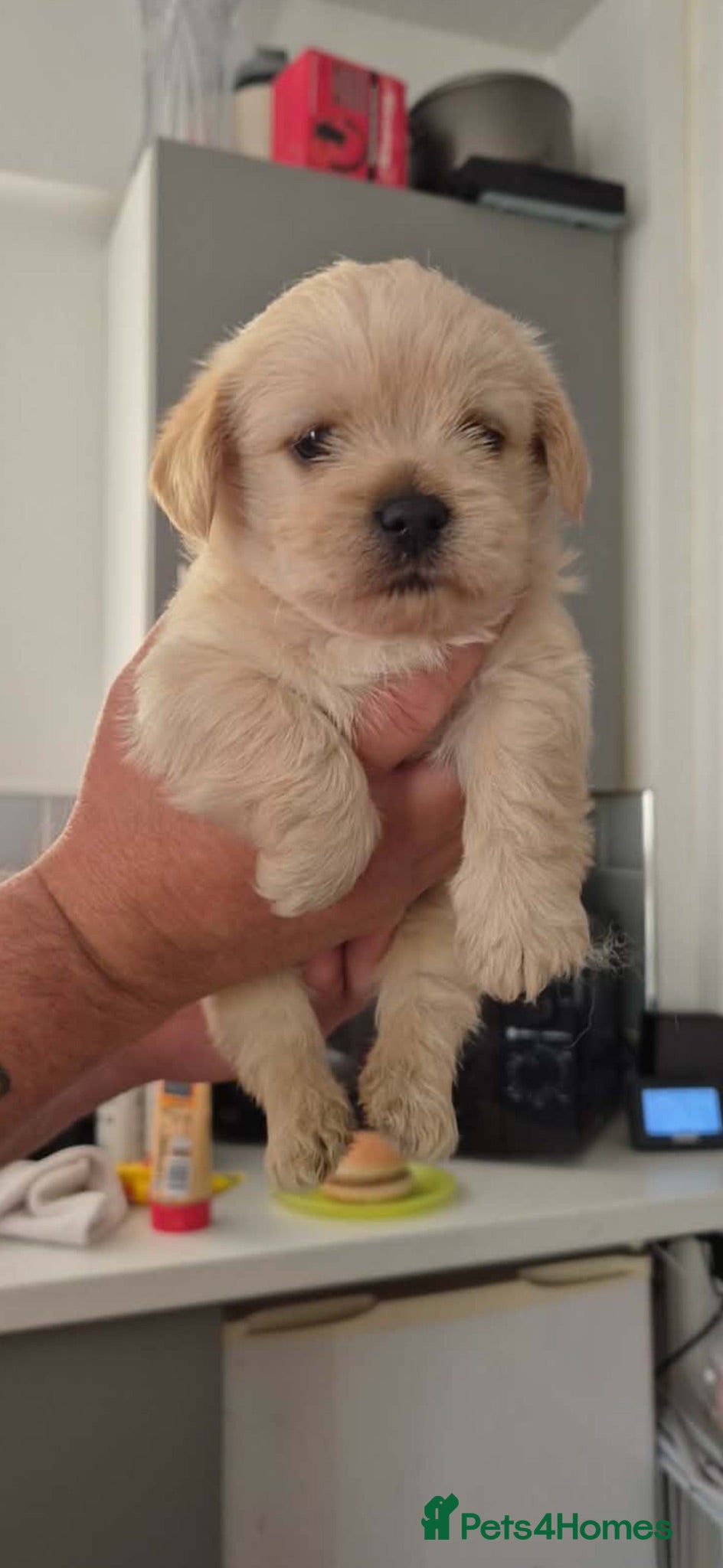 Shihpoo dogs Shih-poo puppies  - Advert 2