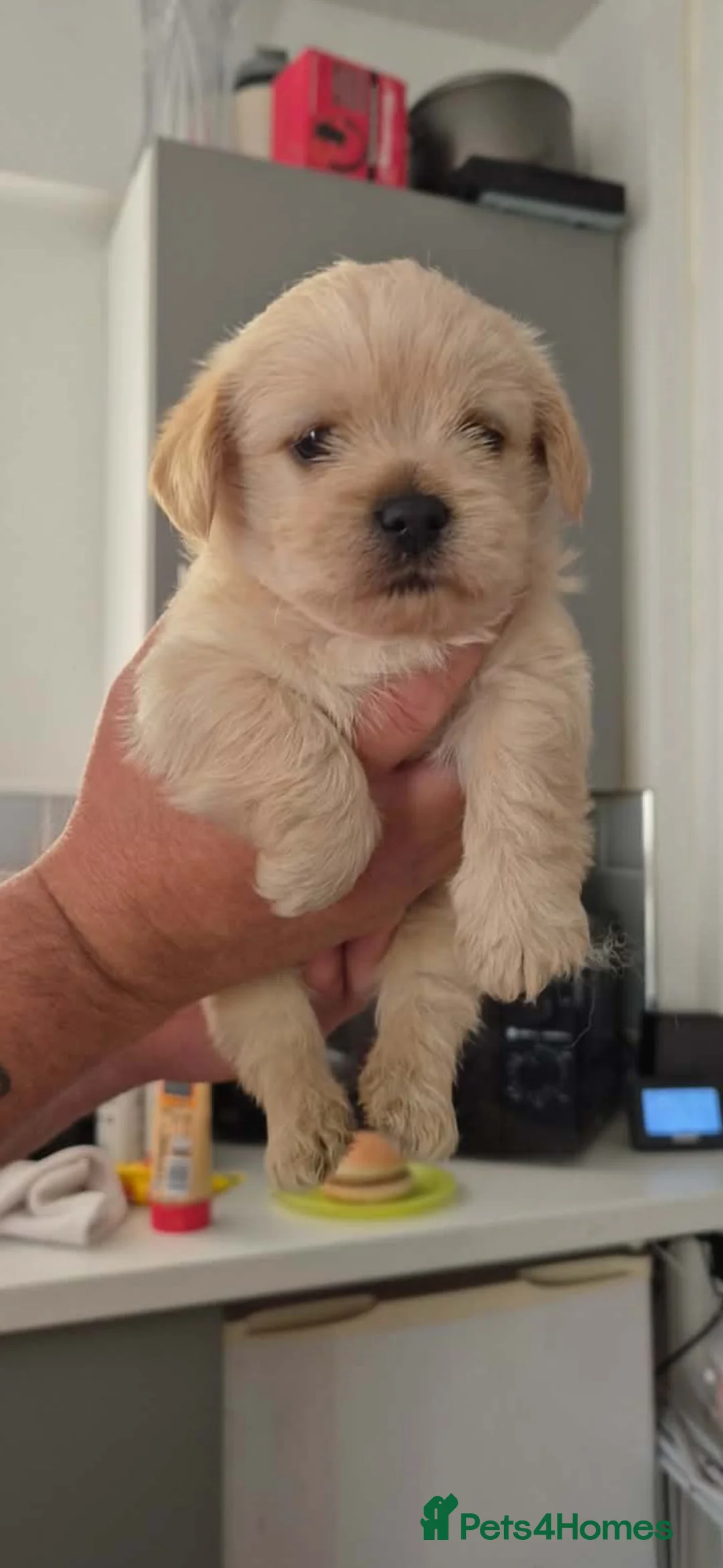 Shihpoo dogs for sale: Shih-poo puppies  in Barnsley - Advert 2