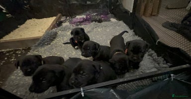 Cane Corso dogs - Advert 2