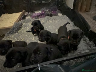 Cane Corso dogs - Advert 2
