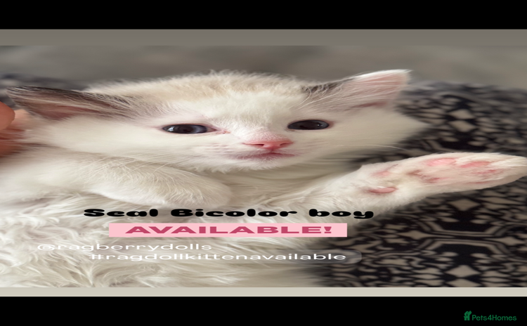 Ragdoll cats - Advert 2
